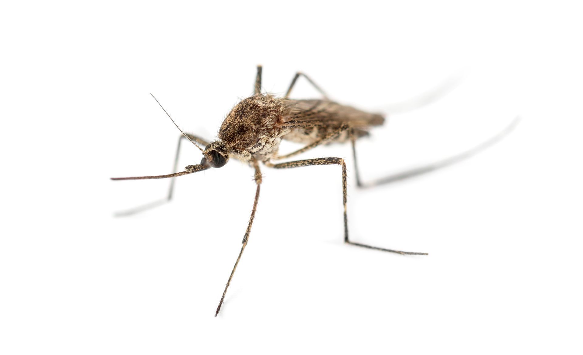 Close-up of a mosquito