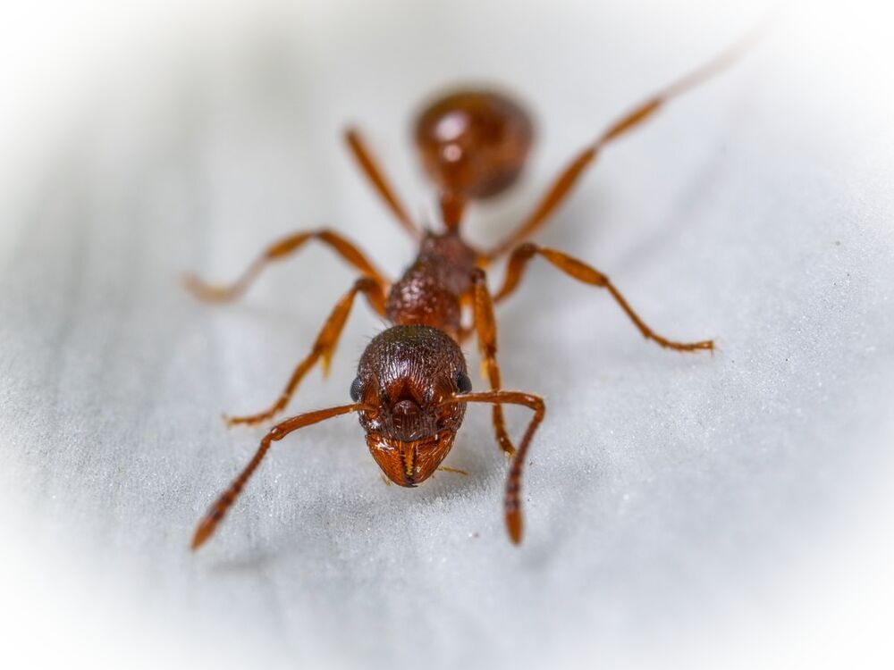 Close-up of a red ant