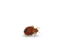 Close-up of a bed bug