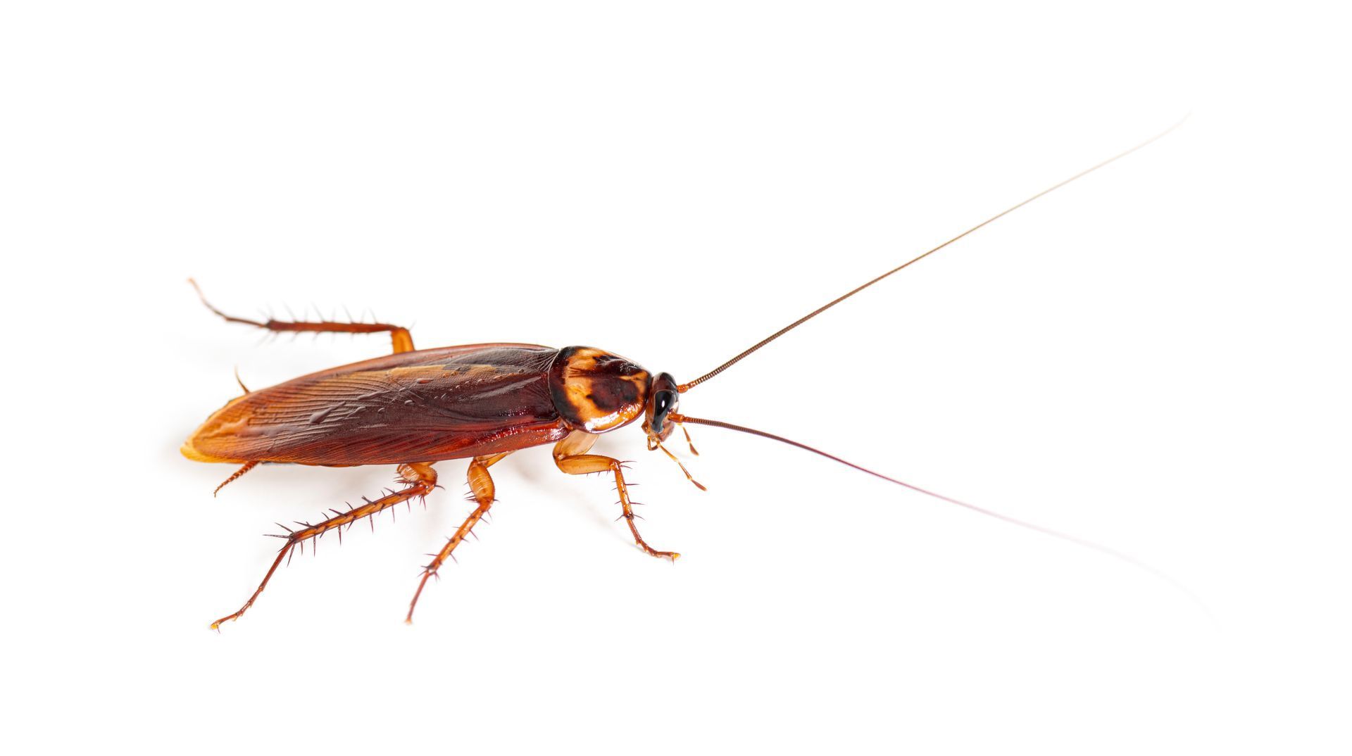 Close-up of an American cockroach