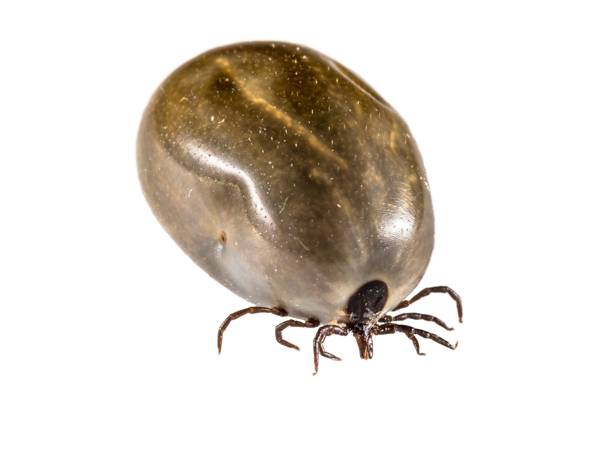 Close-up of an engorged tick