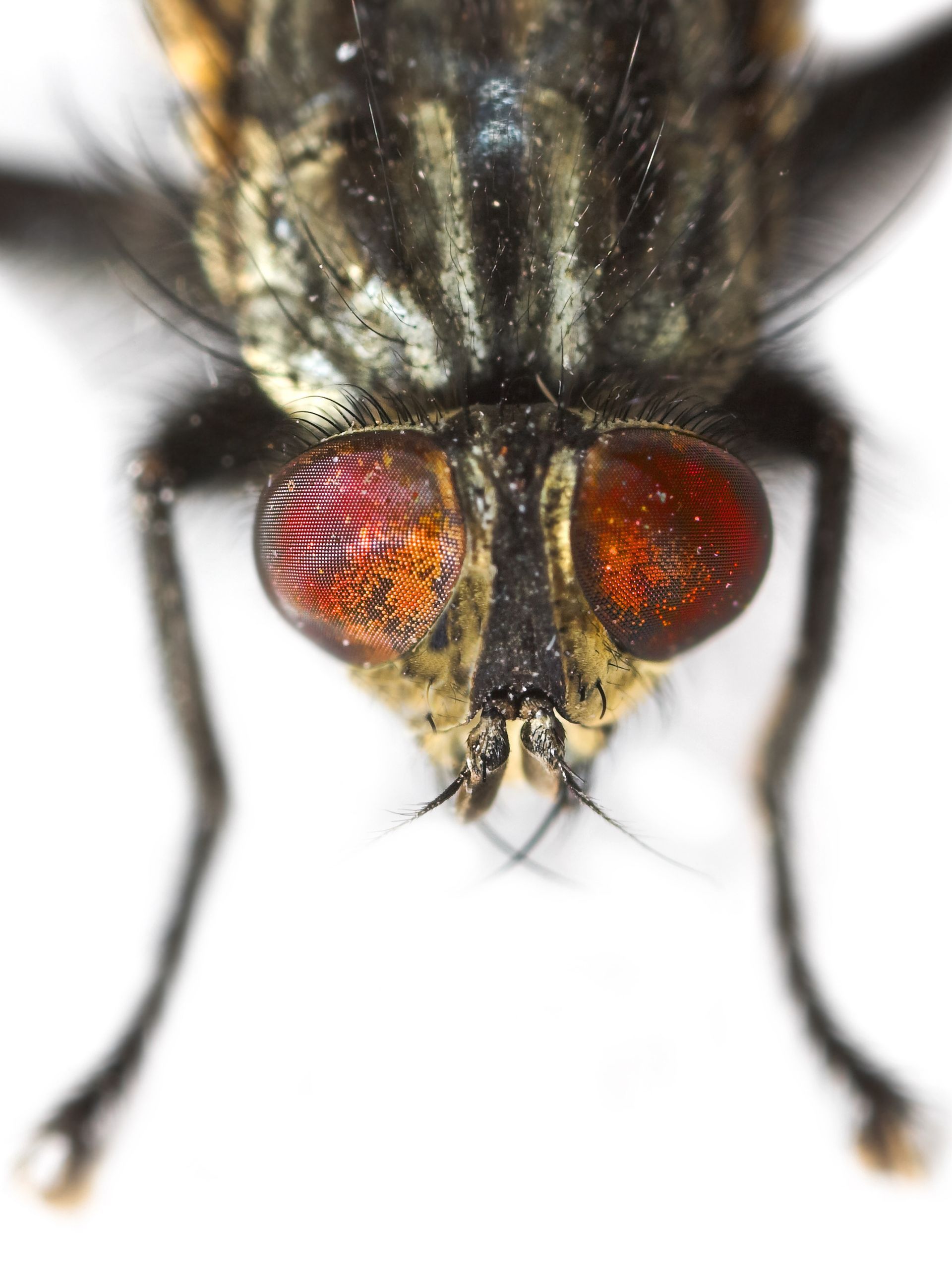 Close-up of a house fly