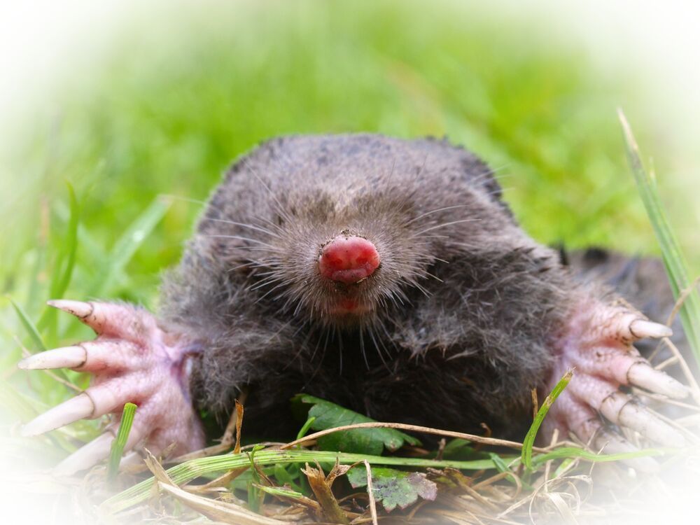 Close-up of a mole