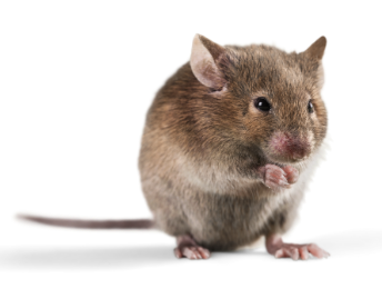 Close-up of a house mouse