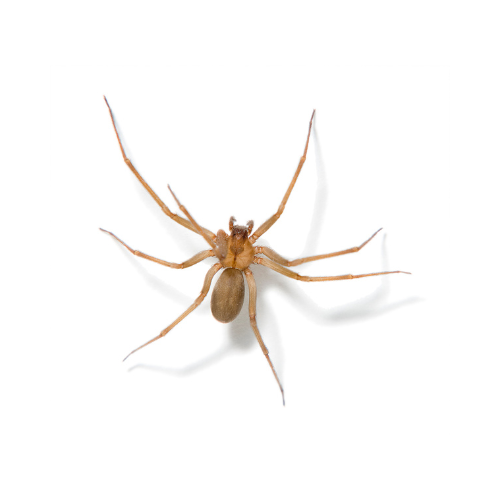 Close-up of a house spider