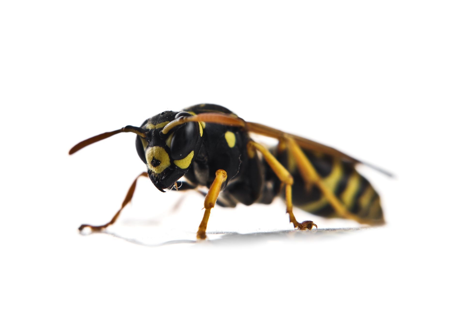 Close-up of a wasp