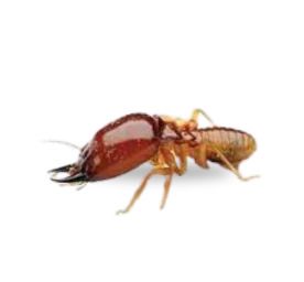 Subterranean termites in damaged wood