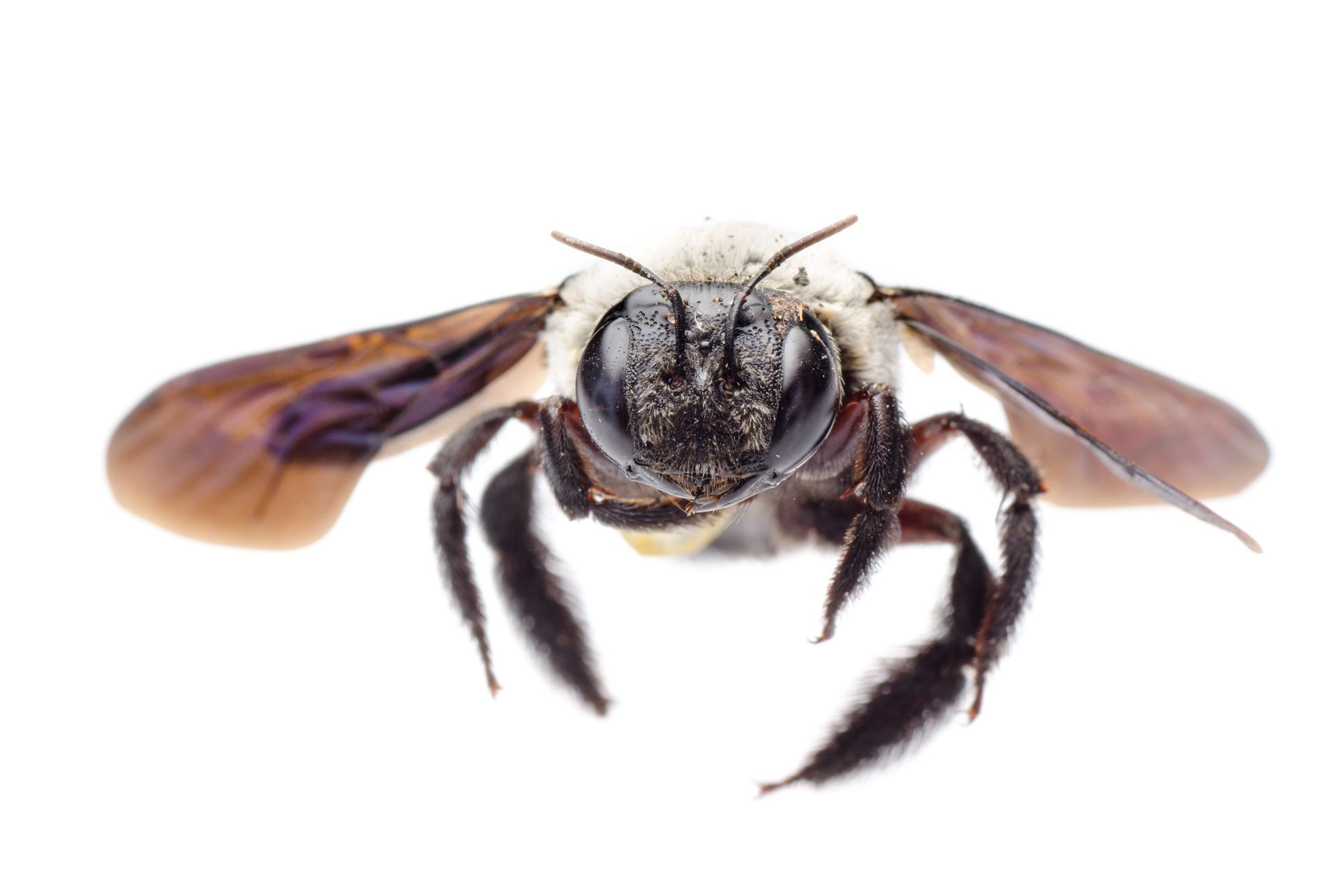 Close-up of a carpenter bee