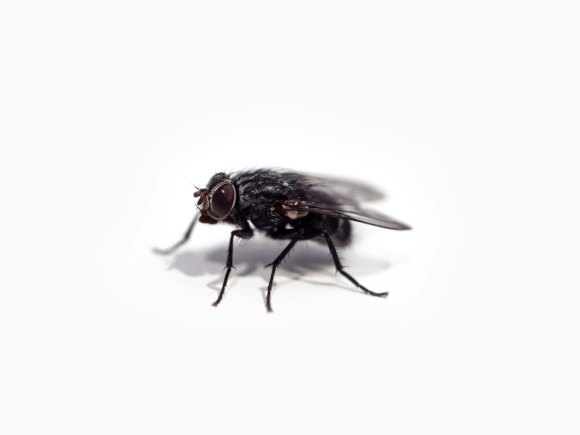 House fly, one of the most common pest flies in Carolina homes