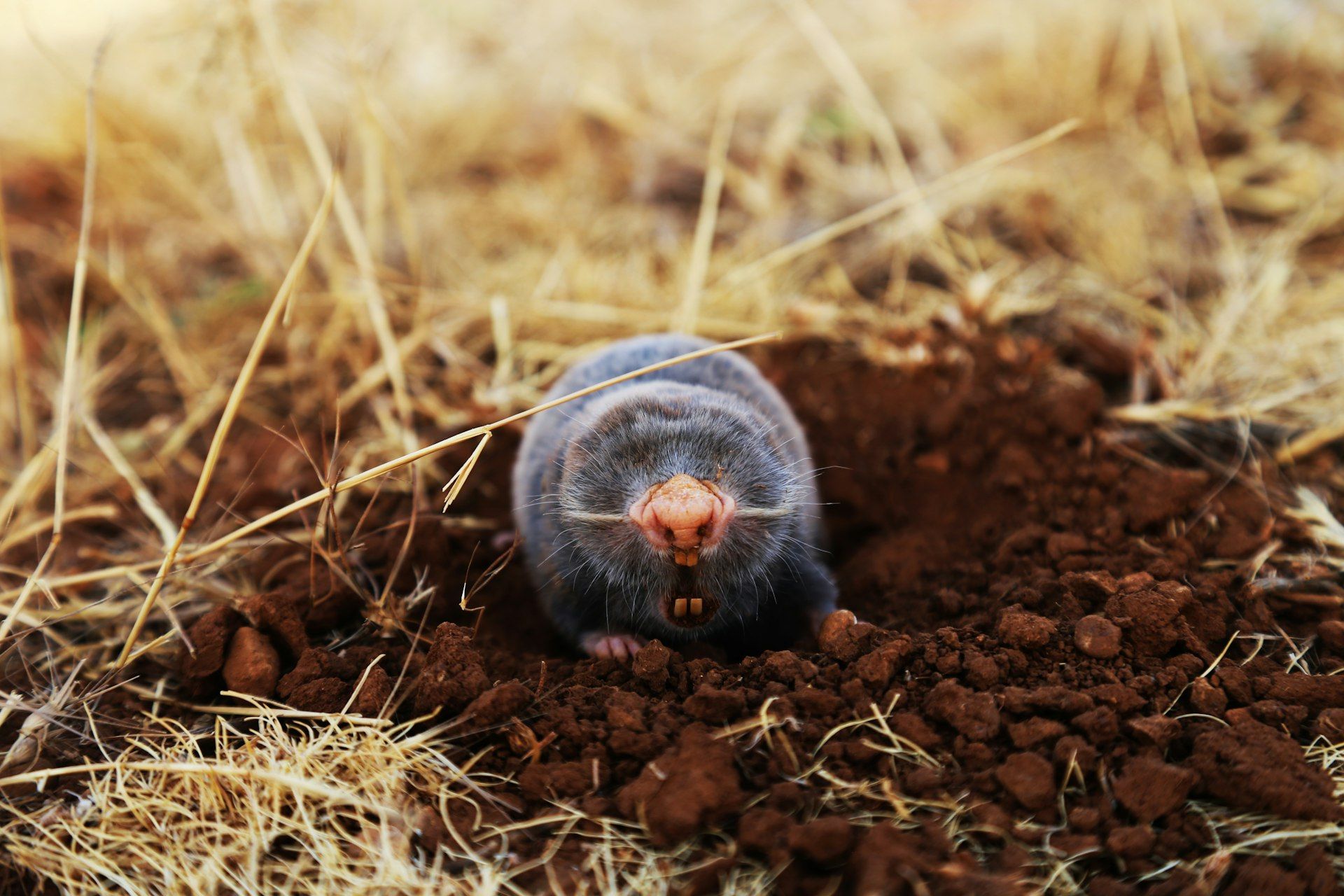Mole emerging from soil, a common lawn pest in the Carolinas